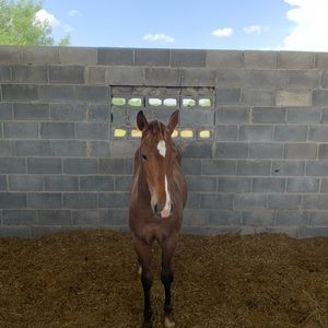 Meet your Posher, Adiel